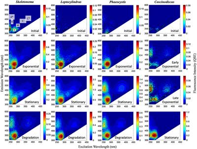 Formation of Chromophoric Dissolved Organic Matter by Bacterial Degradation of Phytoplankton-Derived Aggregates